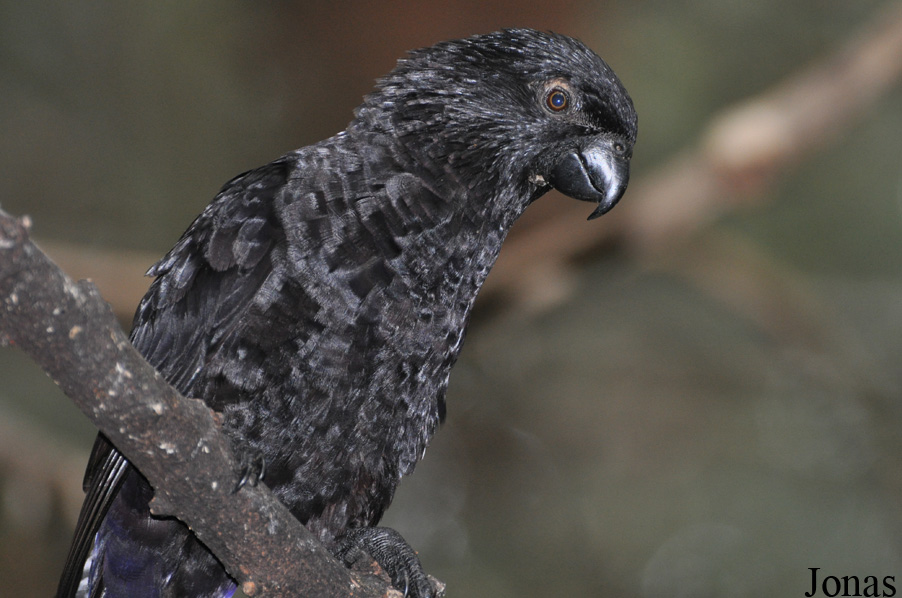 Chalcopsitta atra