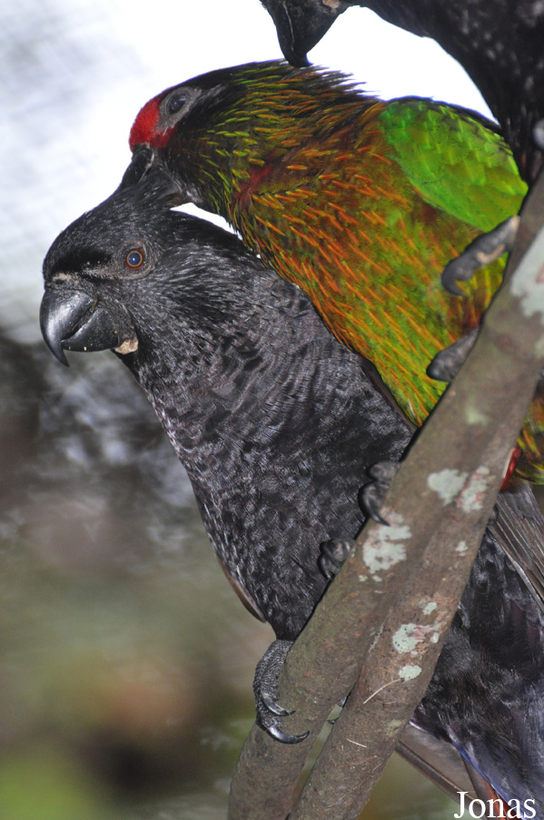 Chalcopsitta atra