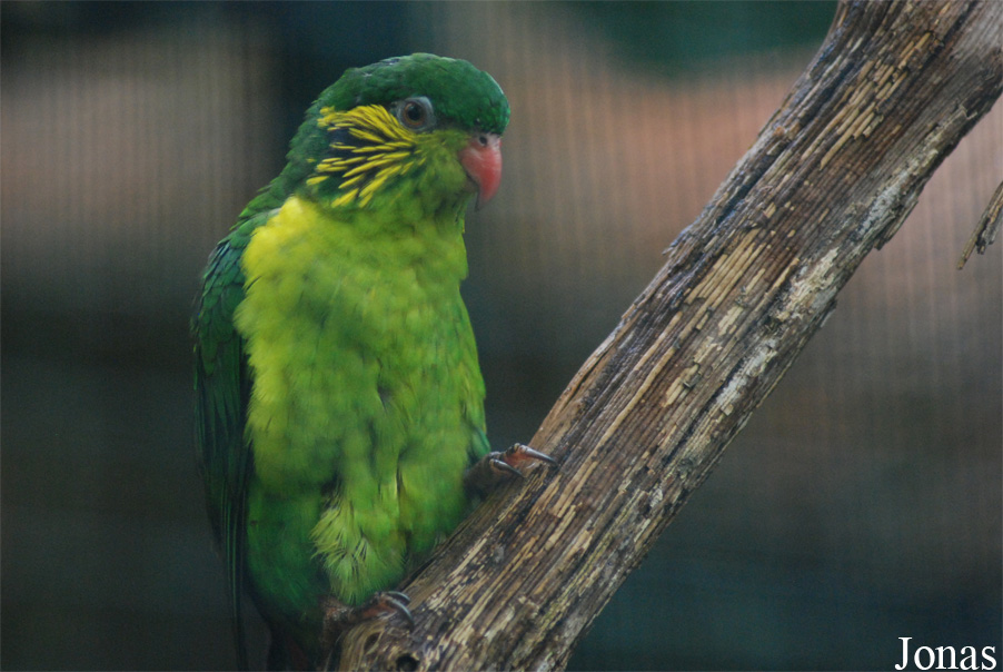 Charmosyna placentis