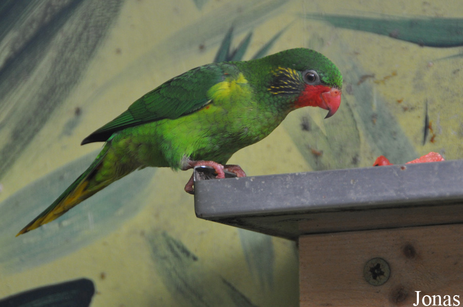 Charmosyna placentis placentis
