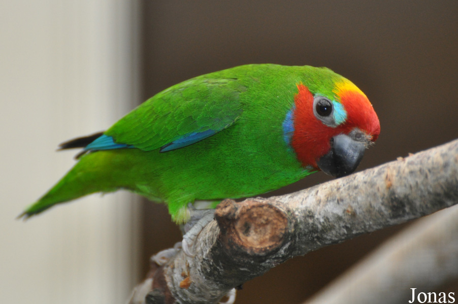 Cyclopsitta diophthalma