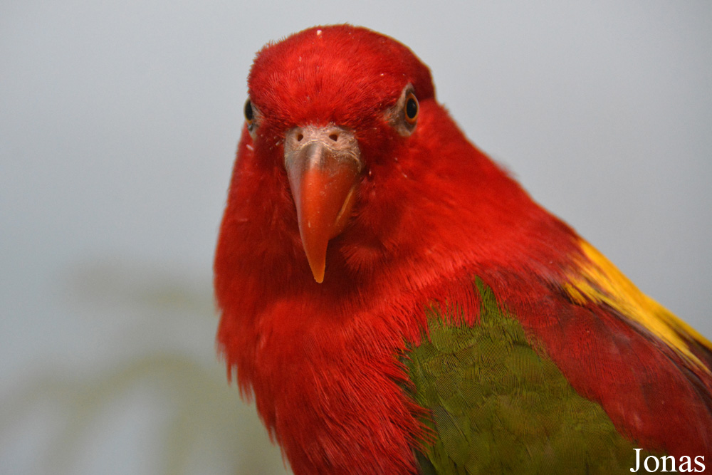 Lorius garrulus flavopalliatus