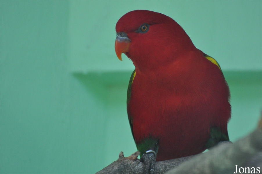 Lorius garrulus flavopalliatus