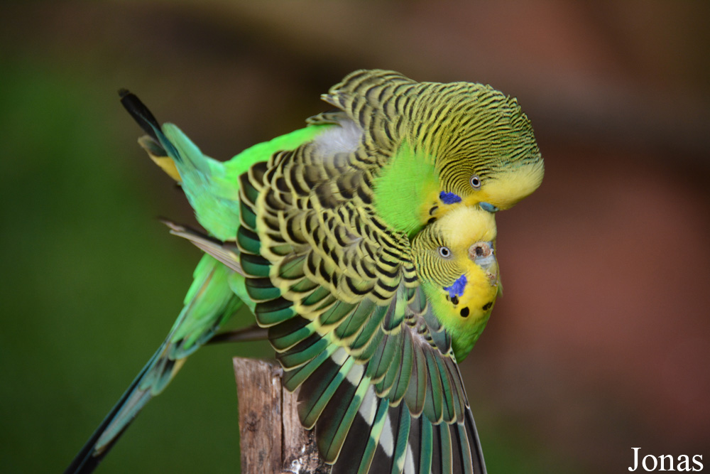 Melopsittacus undulatus