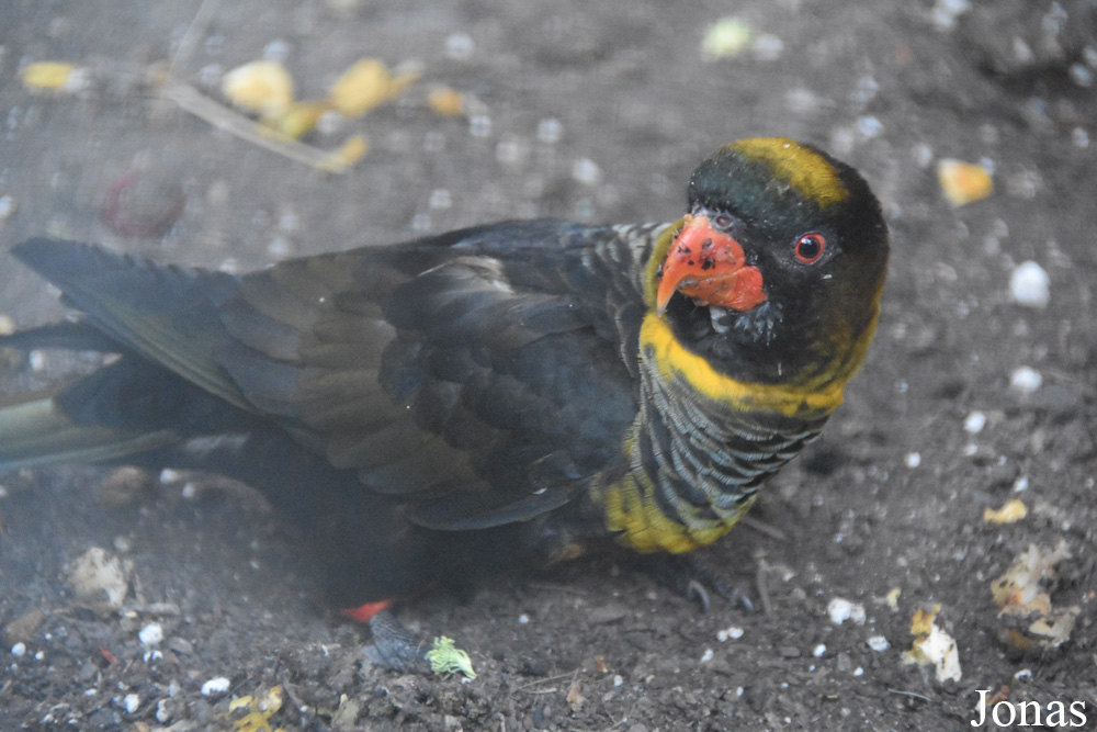 Pseudeos fuscata