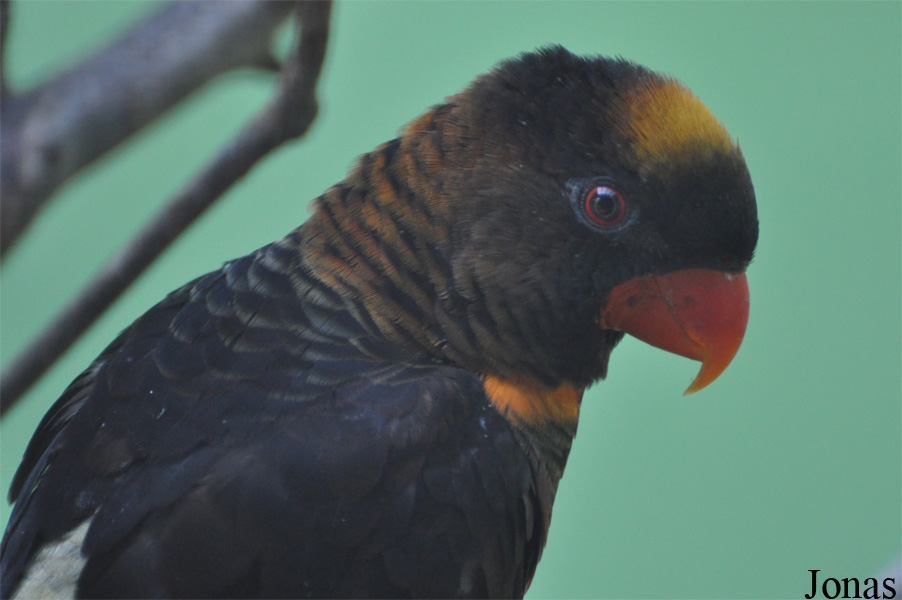 Pseudeos fuscata