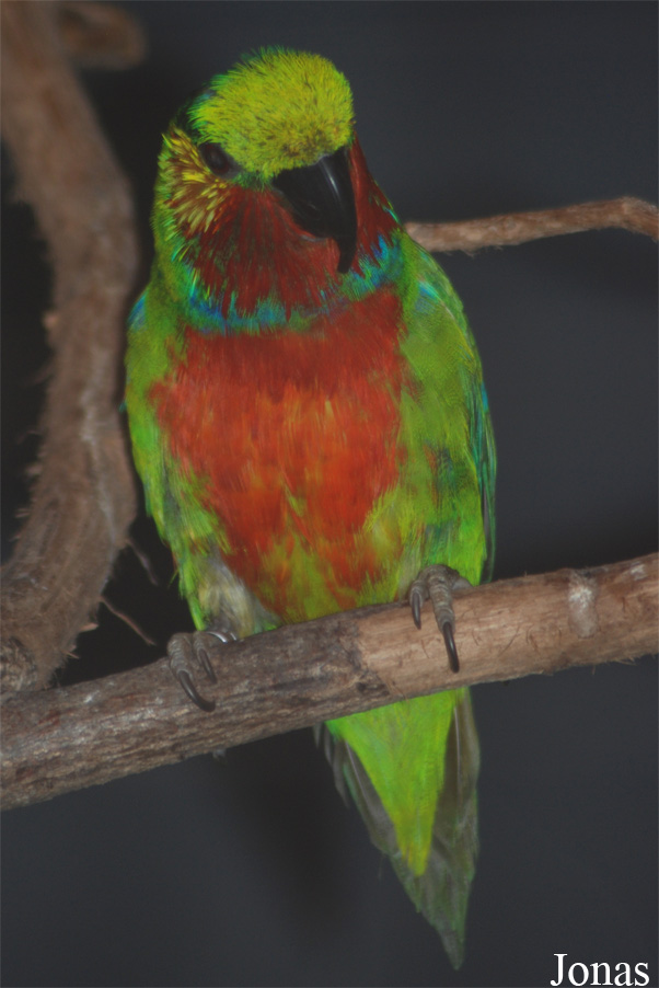 Psittaculirostris edwardsii