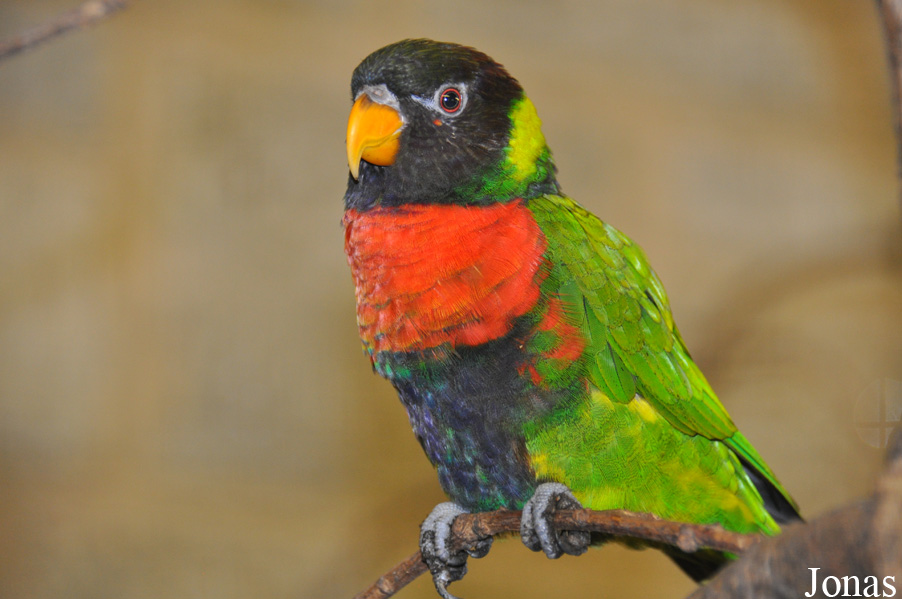Trichoglossus forsteni mitchellii