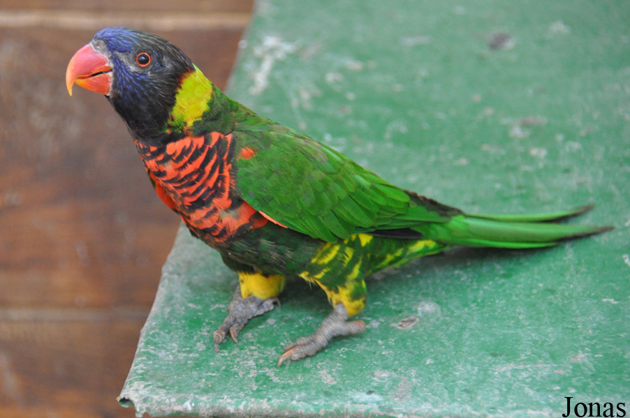 Trichoglossus haematodus