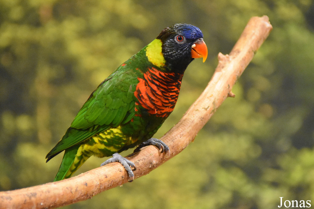 Trichoglossus haematodus