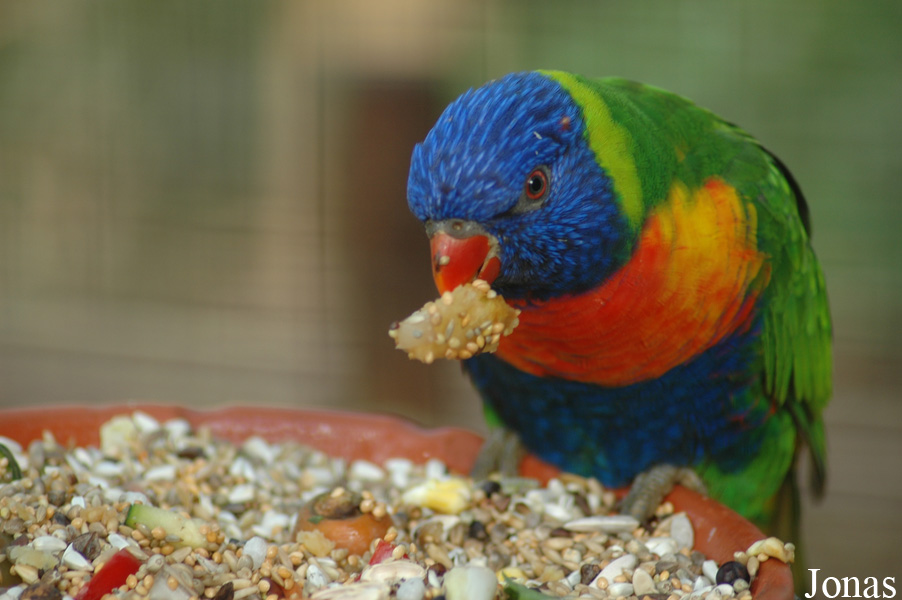 Trichoglossus moluccanus