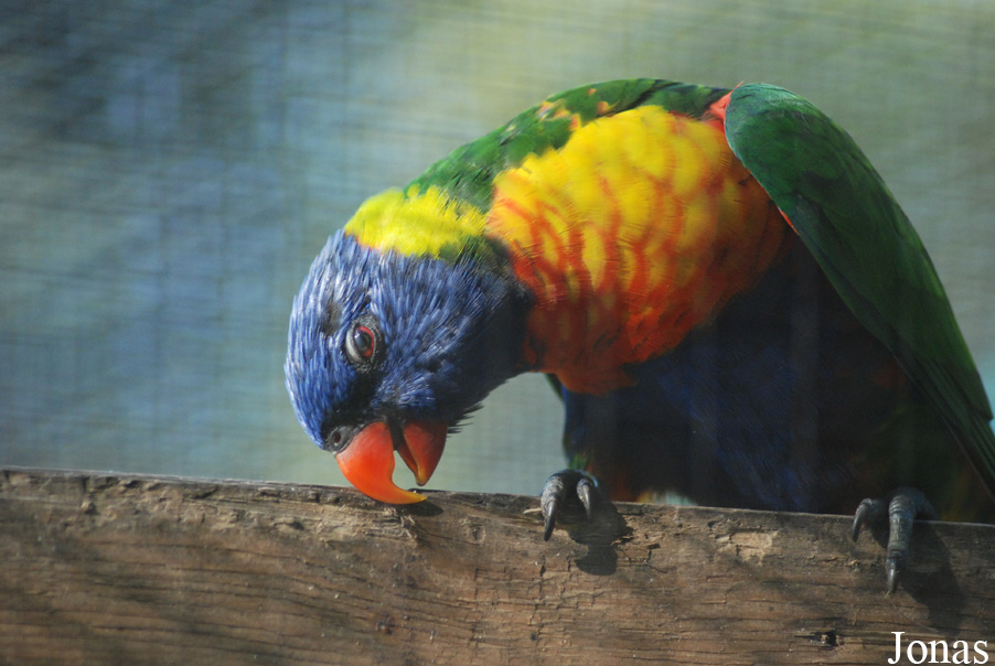 Trichoglossus moluccanus