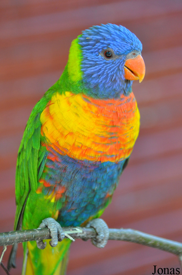 Trichoglossus moluccanus