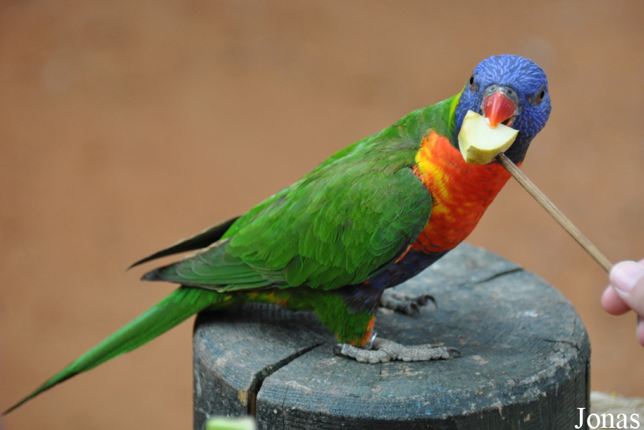 Trichoglossus moluccanus