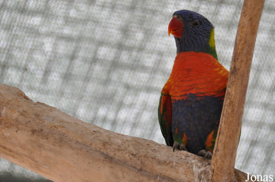 Trichoglossus moluccanus