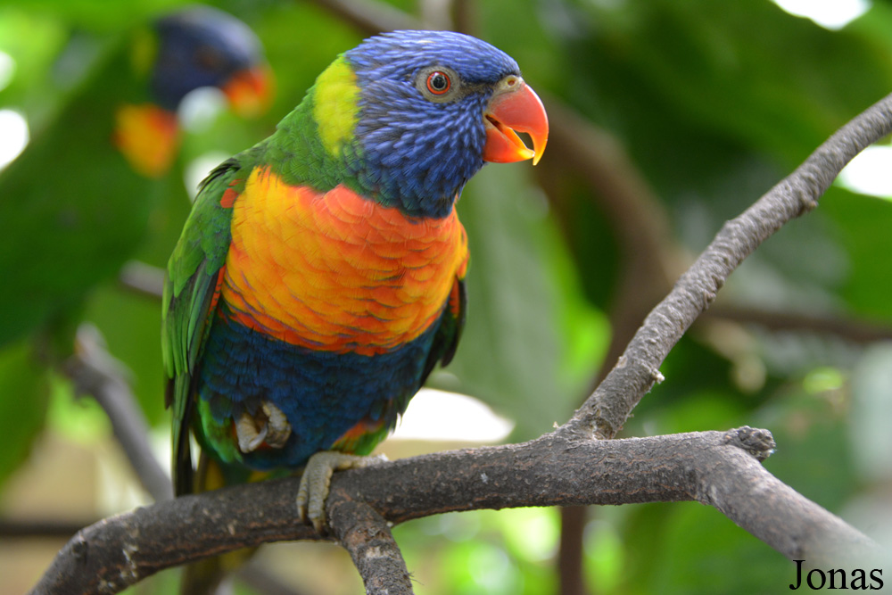 Trichoglossus moluccanus