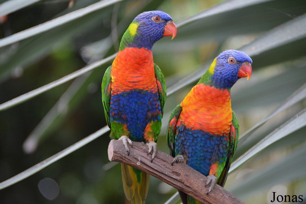 Trichoglossus moluccanus