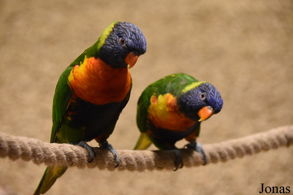 Trichoglossus moluccanus