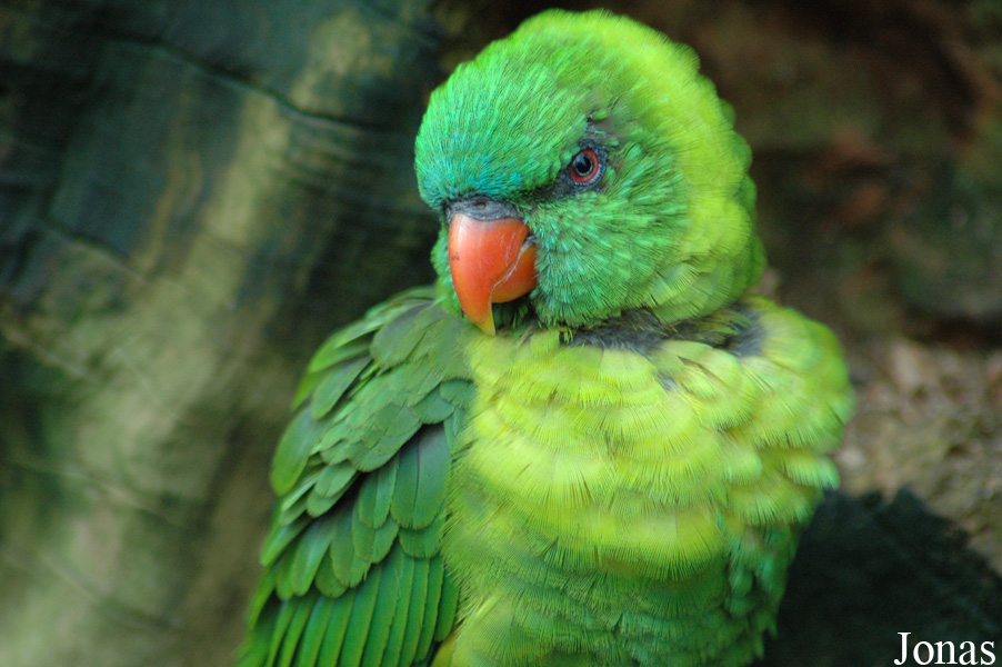 Trichoglossus weberi