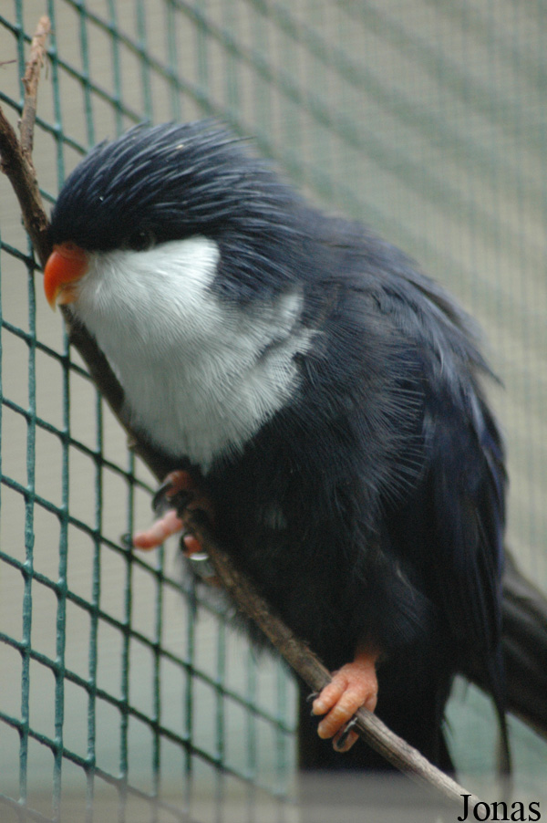 Vini peruviana