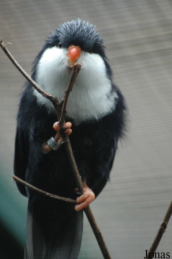 Vini peruviana