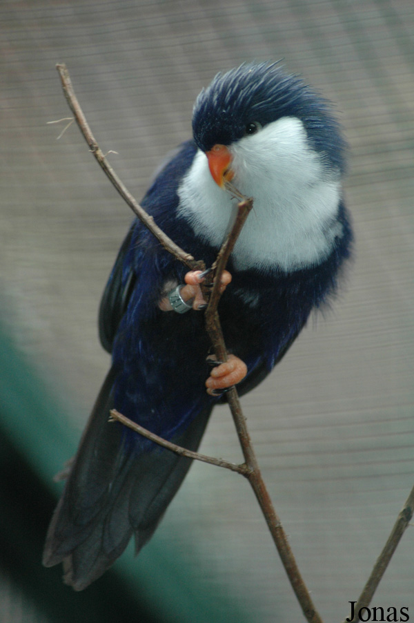Vini peruviana