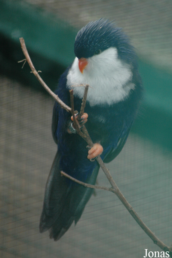 Vini peruviana