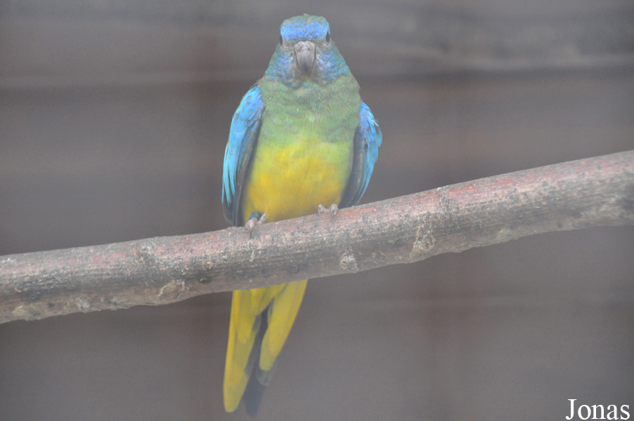 Neophema pulchella