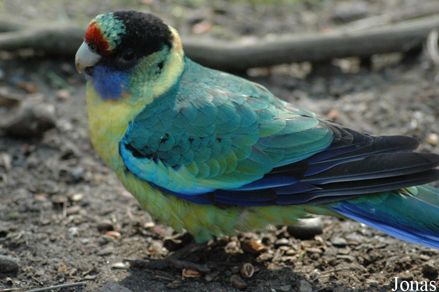 Barnardius barnardi