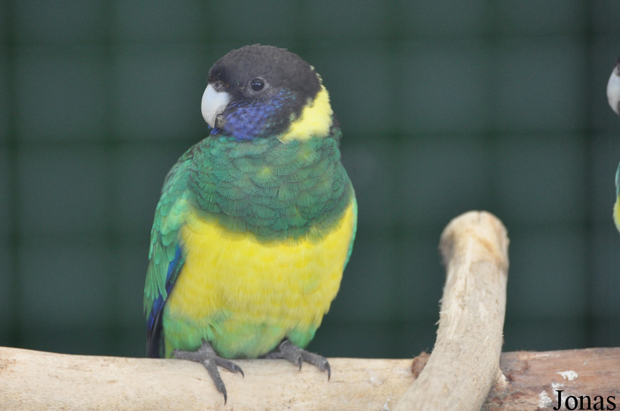 Barnardius zonarius