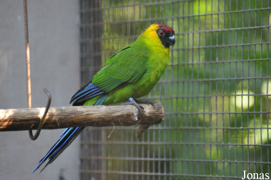Eunymphicus cornutus