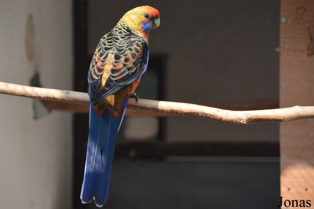 Platycercus elegans flaveolus