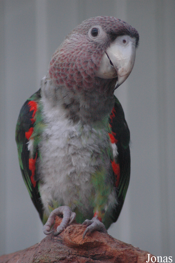 Poicephalus fuscicollis suahelicus