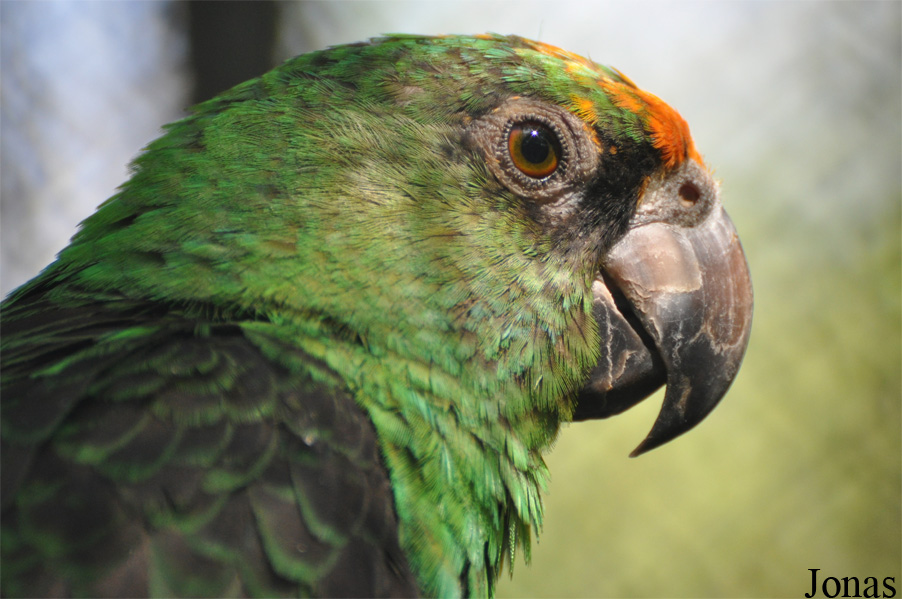 Poicephalus gulielmi
