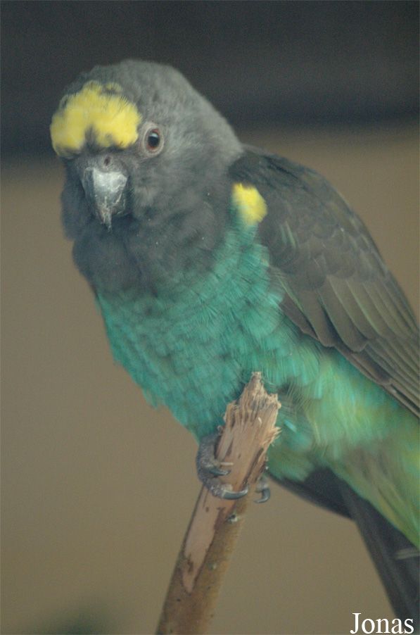 Poicephalus meyeri