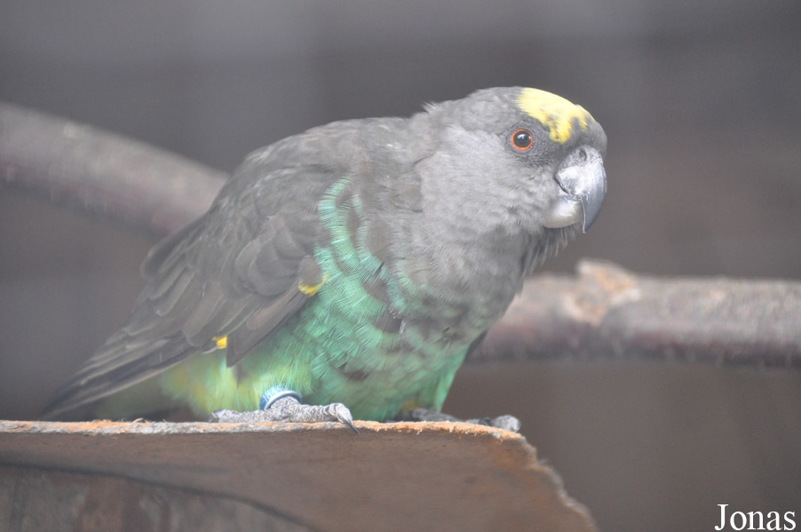 Poicephalus meyeri