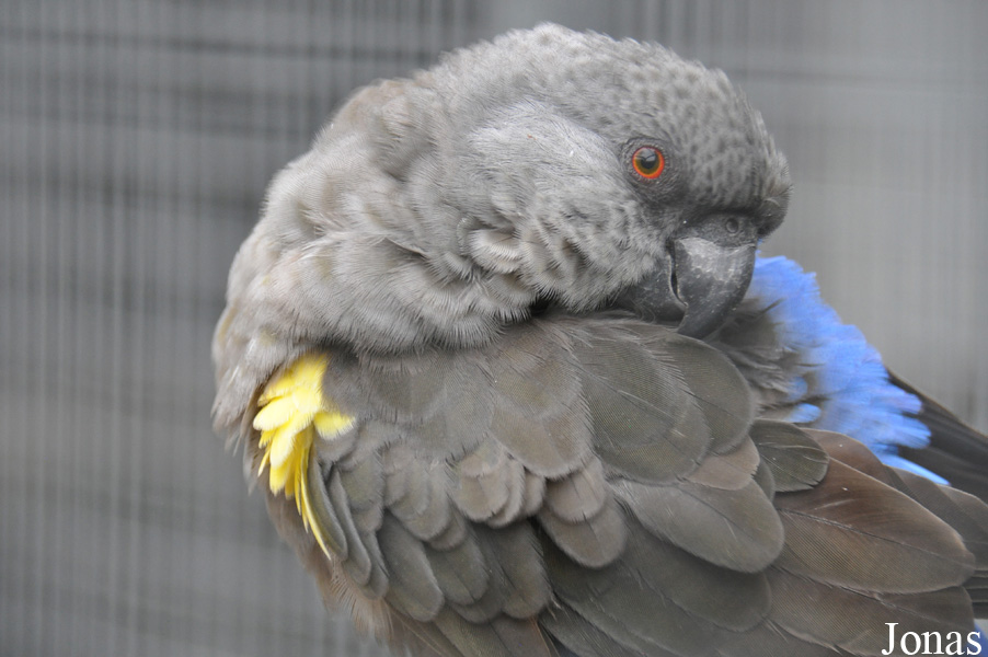 Poicephalus rueppellii