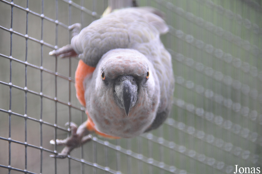 Poicephalus rufiventris