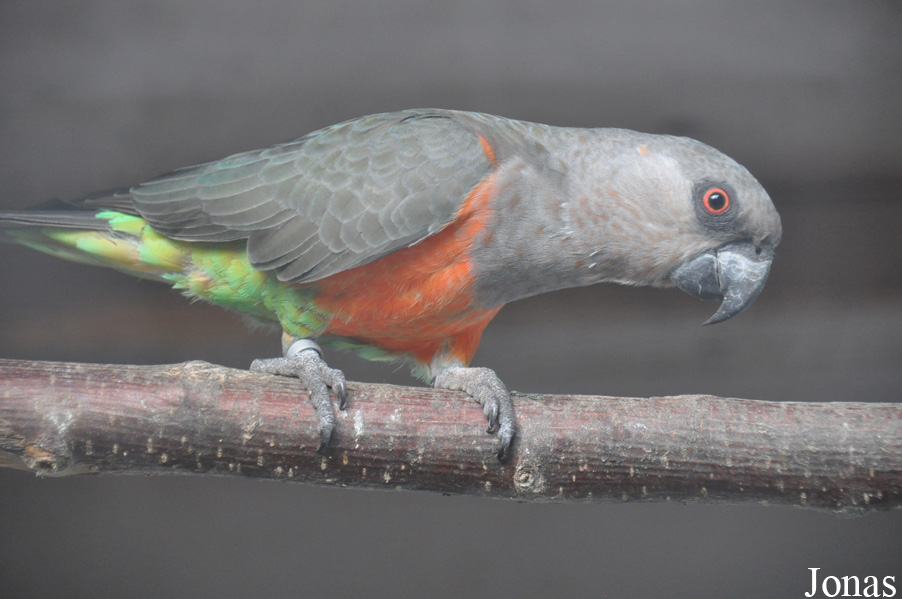 Poicephalus rufiventris