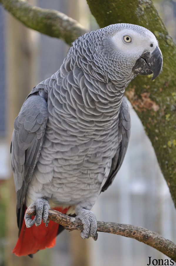 Psittacus erithacus