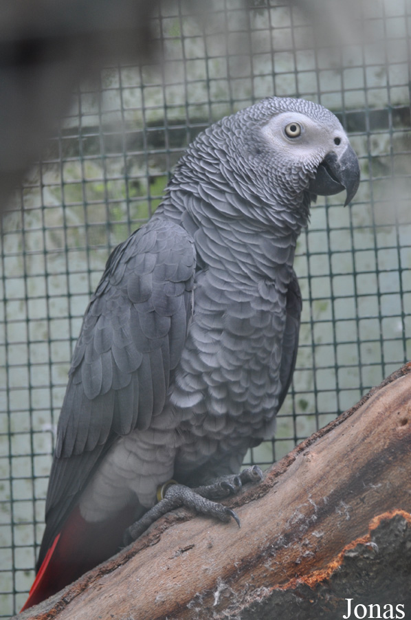 Psittacus erithacus