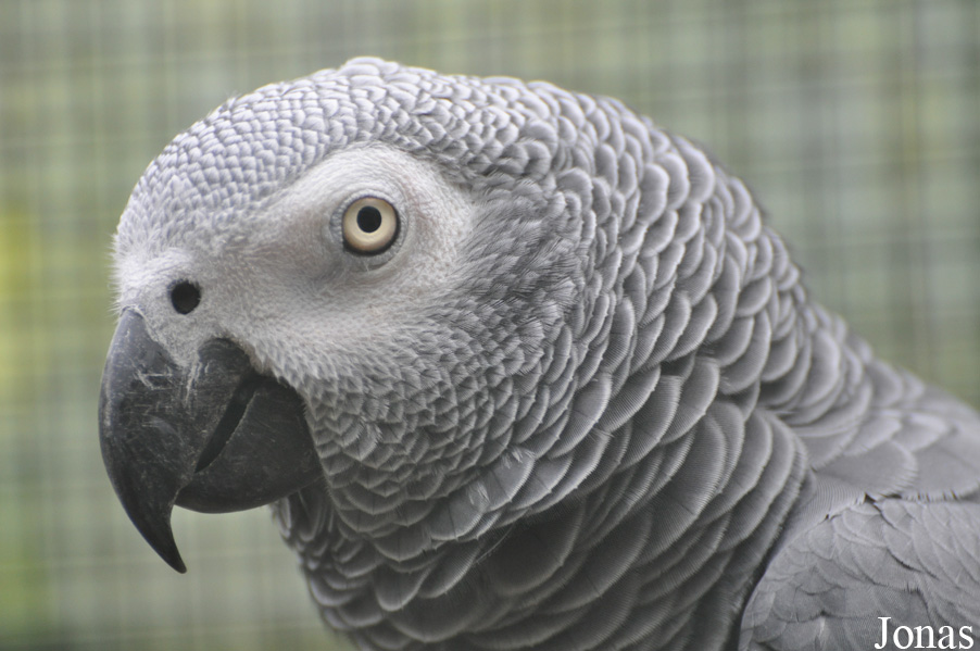 Psittacus erithacus