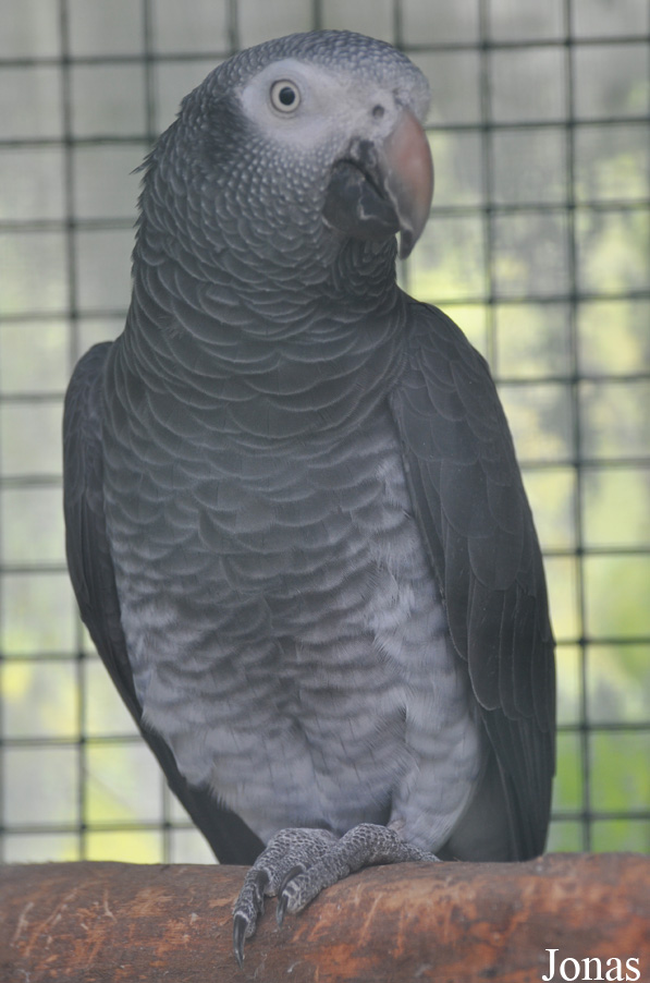Psittacus erithacus