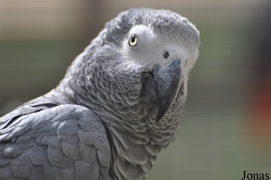 Psittacus erithacus erithacus