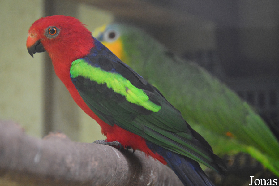 Alisterus chloropterus