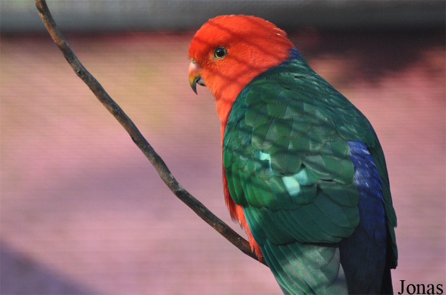 Alisterus scapularis