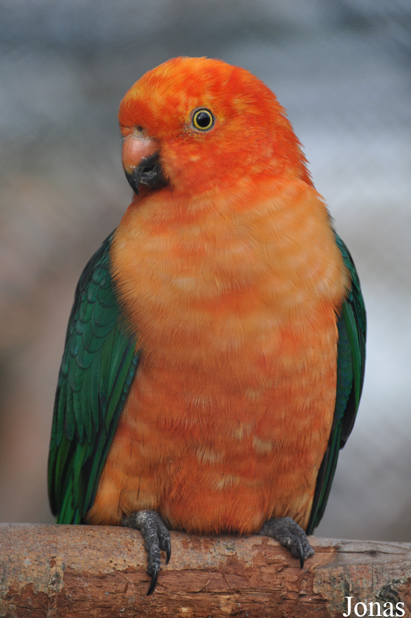 Alisterus scapularis