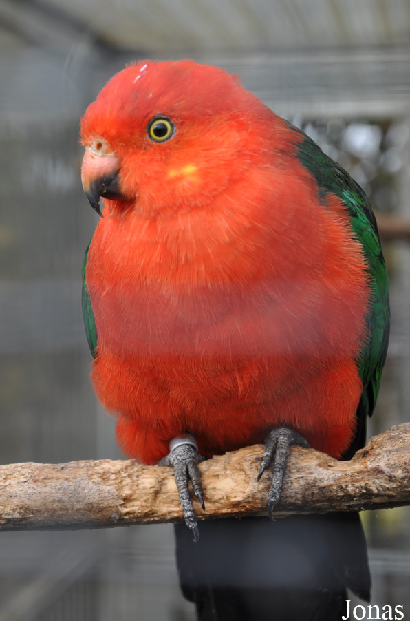Alisterus scapularis