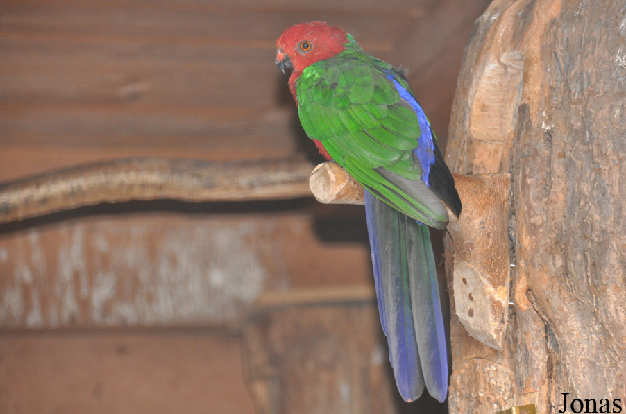 Alisterus scapularis