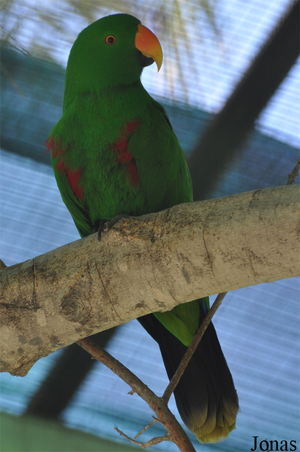 Eclectus roratus
